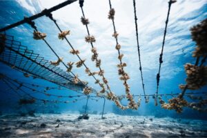 Puma trionfo marine hot sale